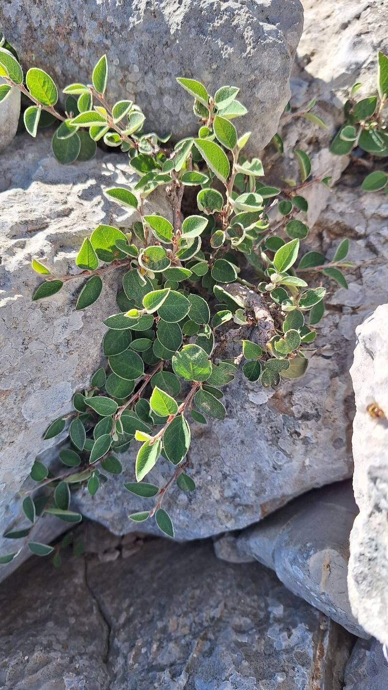 Cotoneaster × parnassicus — houseplant care guide