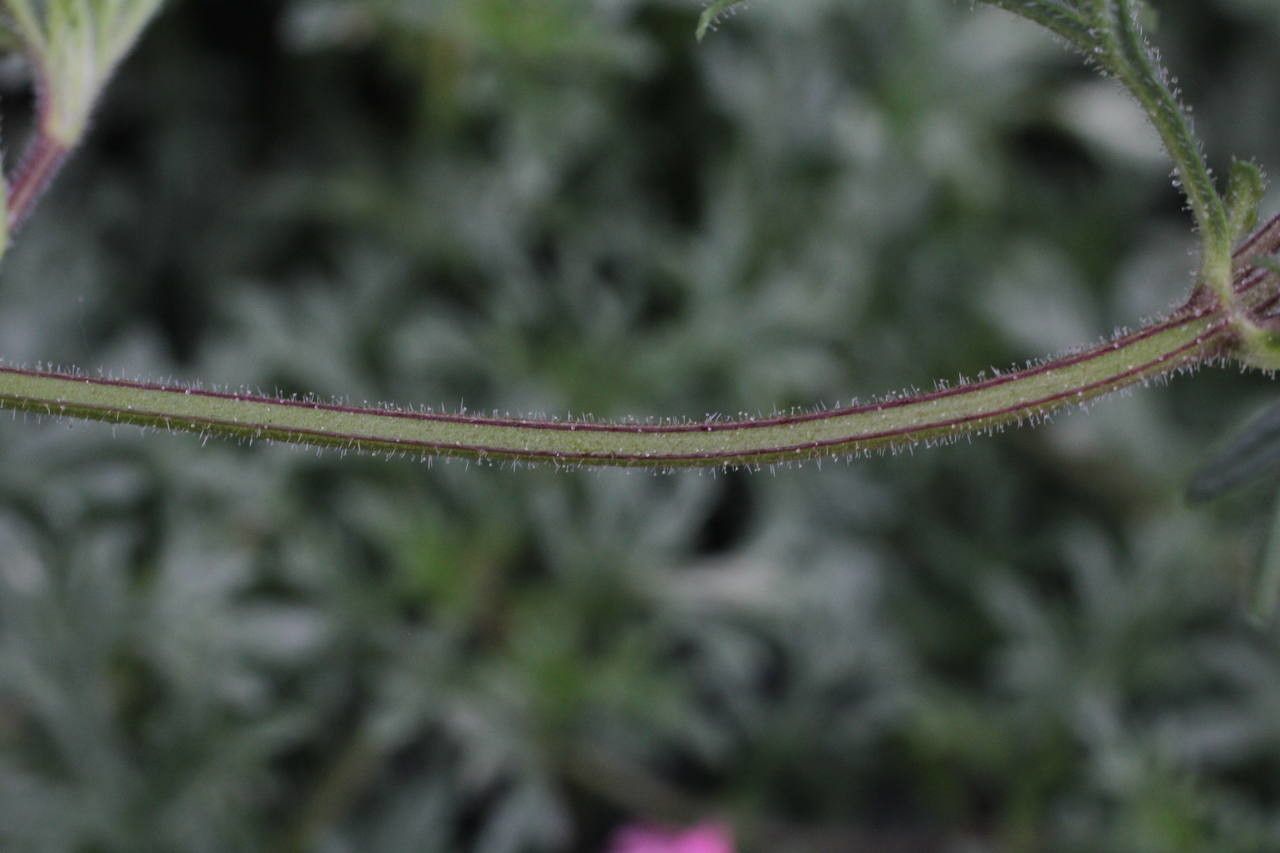 Glandularia tenera bark