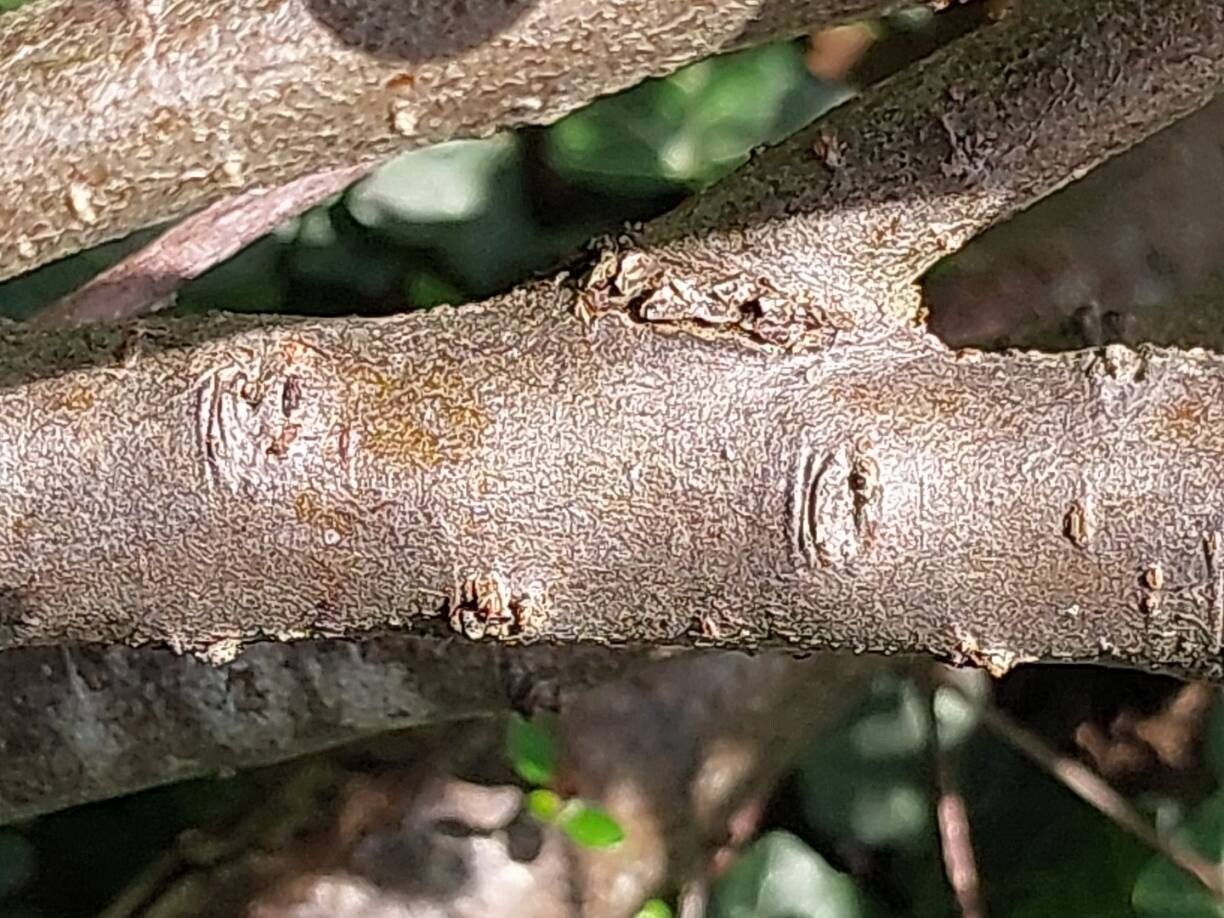 Cotoneaster nitidus bark