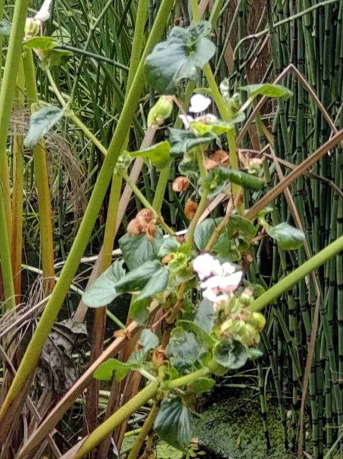 Begonia hirtella leaf