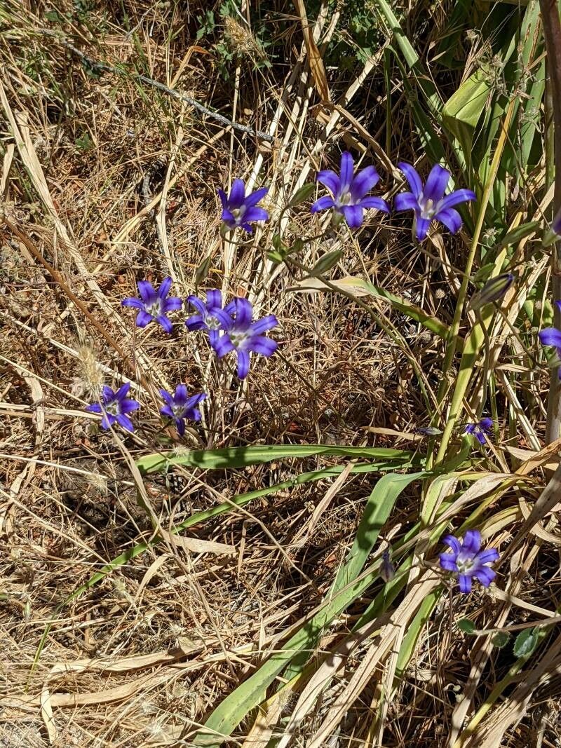 Brodiaea elegans flower
