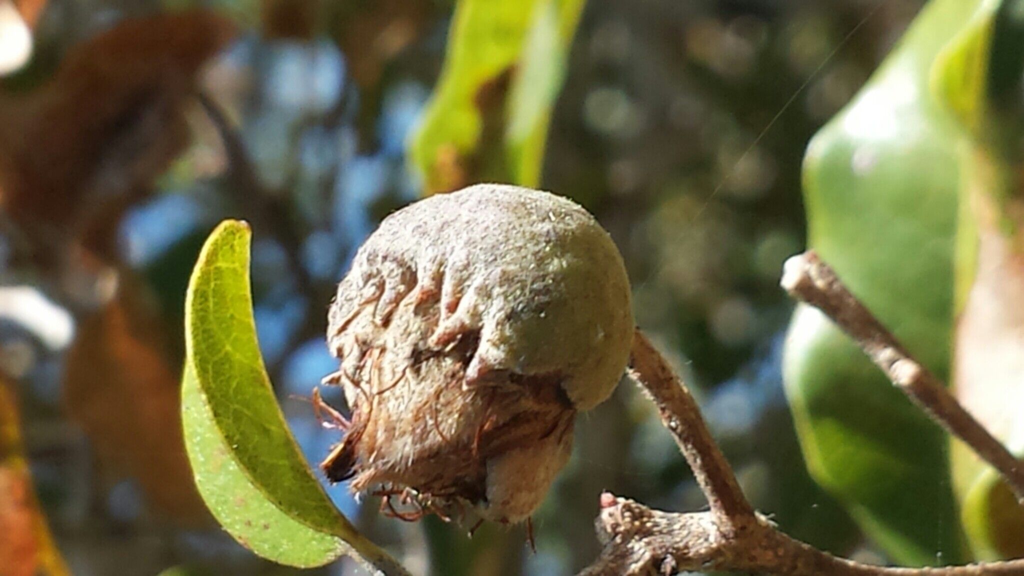 Leptolaena arenaria fruit