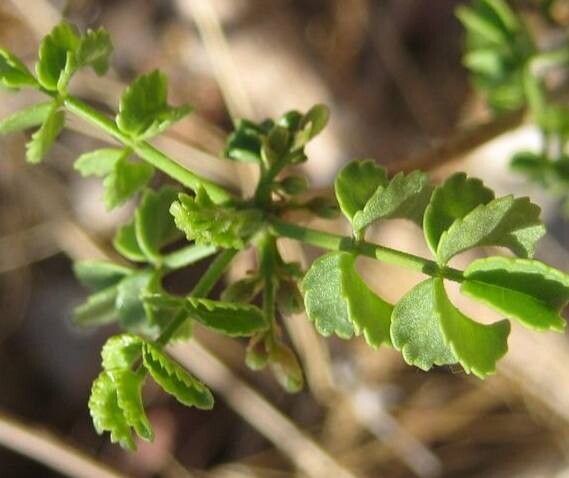 Commiphora angolensis — related species from the same genus