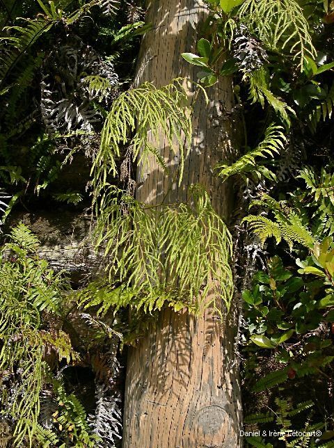 Pseudodiphasium volubile bark