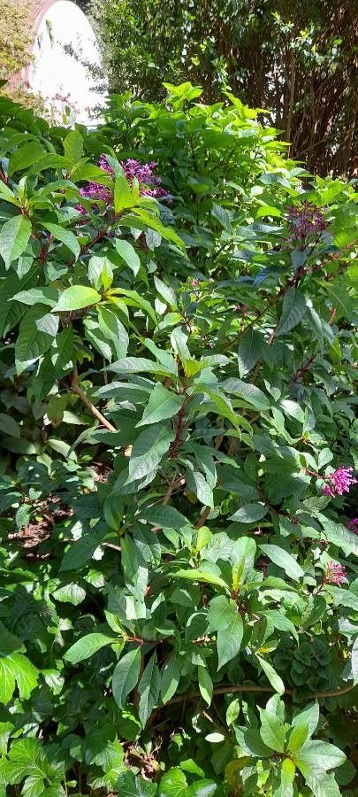 Fuchsia arborescens habit
