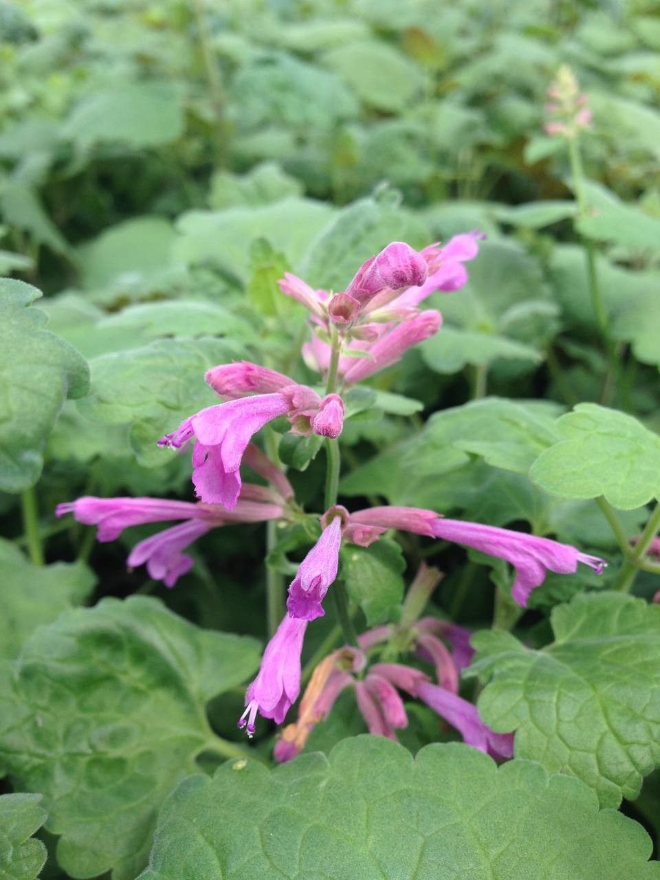 Agastache mexicana bark