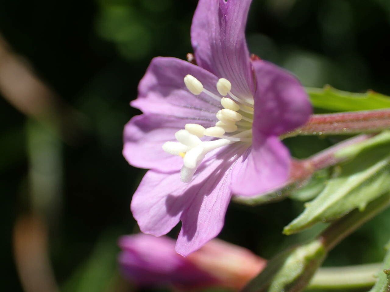 Epilobium duriaei flower