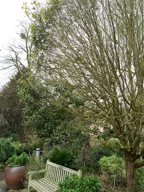 Acer obtusifolium habit