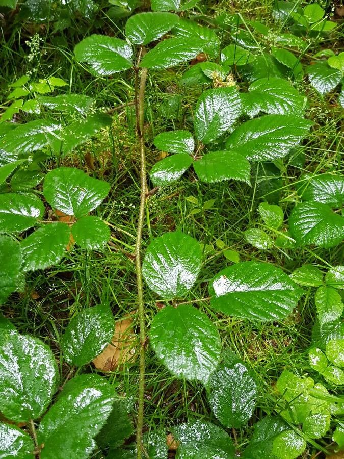 Rubus frederici — houseplant care guide