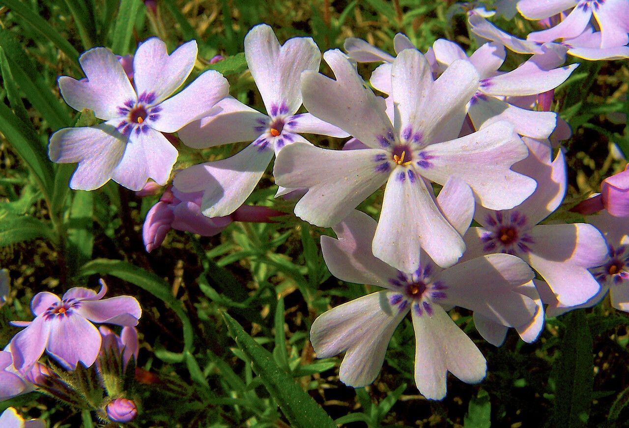 Phlox speciosa flower