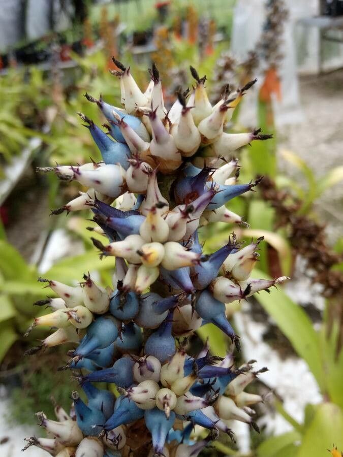 Aechmea mertensii fruit