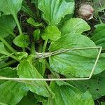 Plantago rugelii