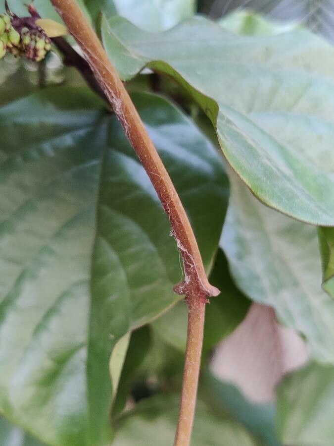 Clerodendrum splendens bark
