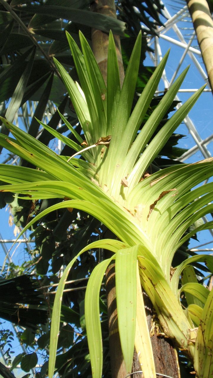 Dipodium pictum — related species from the same genus