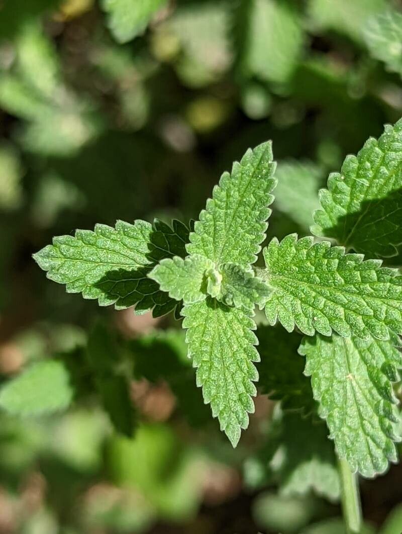 Nepeta x faasseni — search result for 'Nepeta'