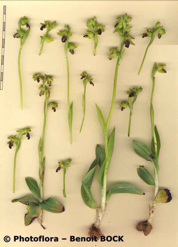 Ophrys funerea other