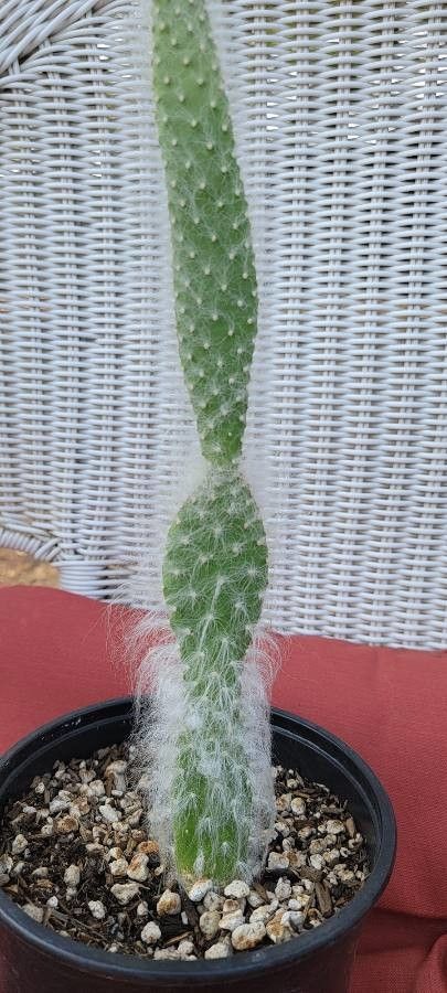 Opuntia orbiculata other
