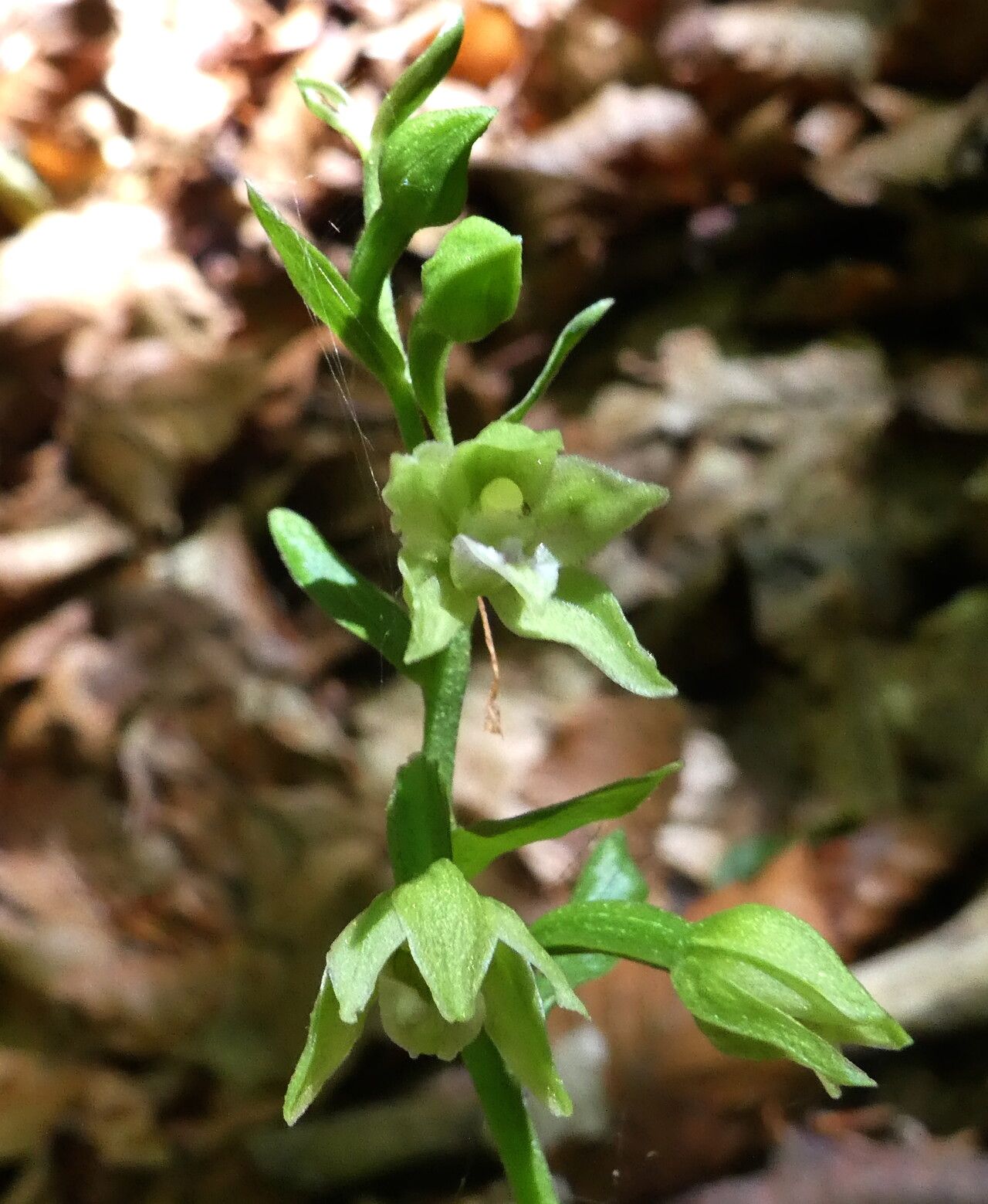 Epipactis exilis flower