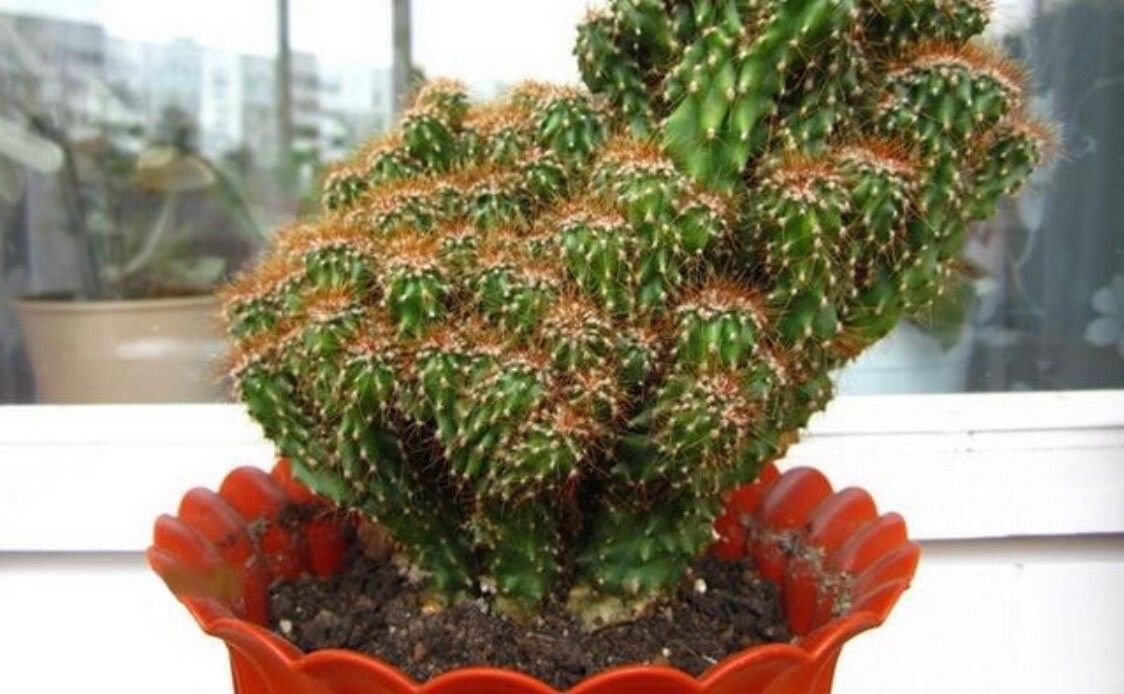 Cereus repandus leaf