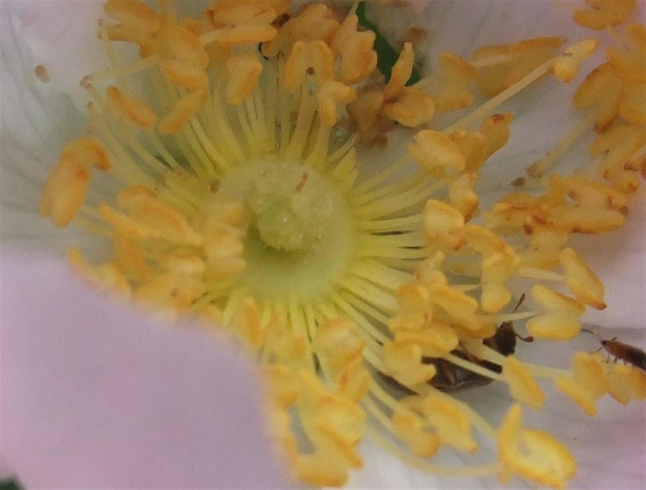 Rosa subcanina flower