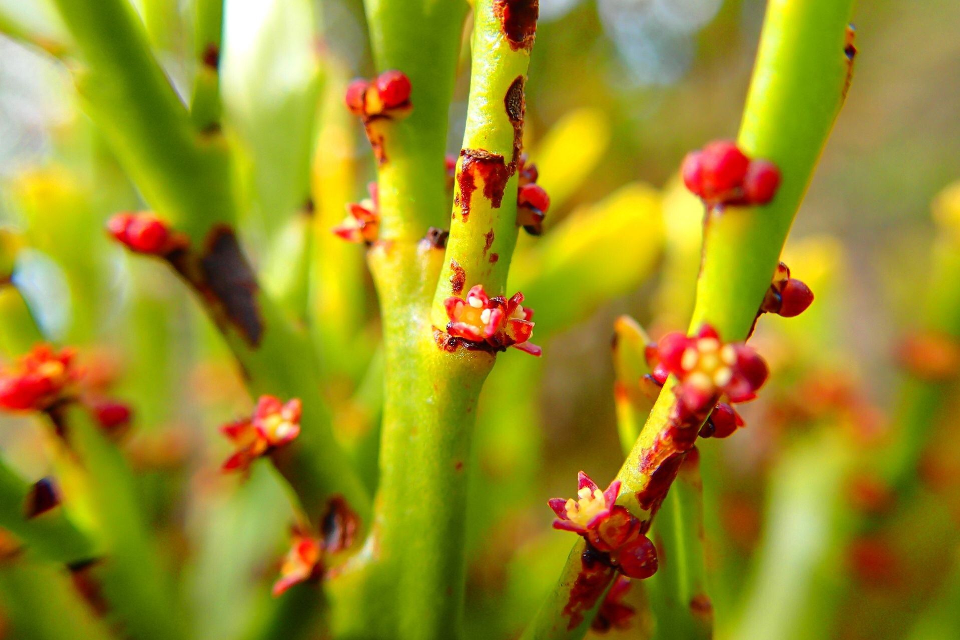 Exocarpos neocaledonicus flower