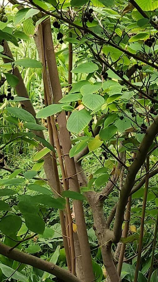 Corylopsis himalayana bark