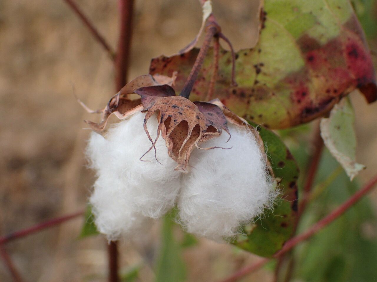 Gossypium barbadense fruit
