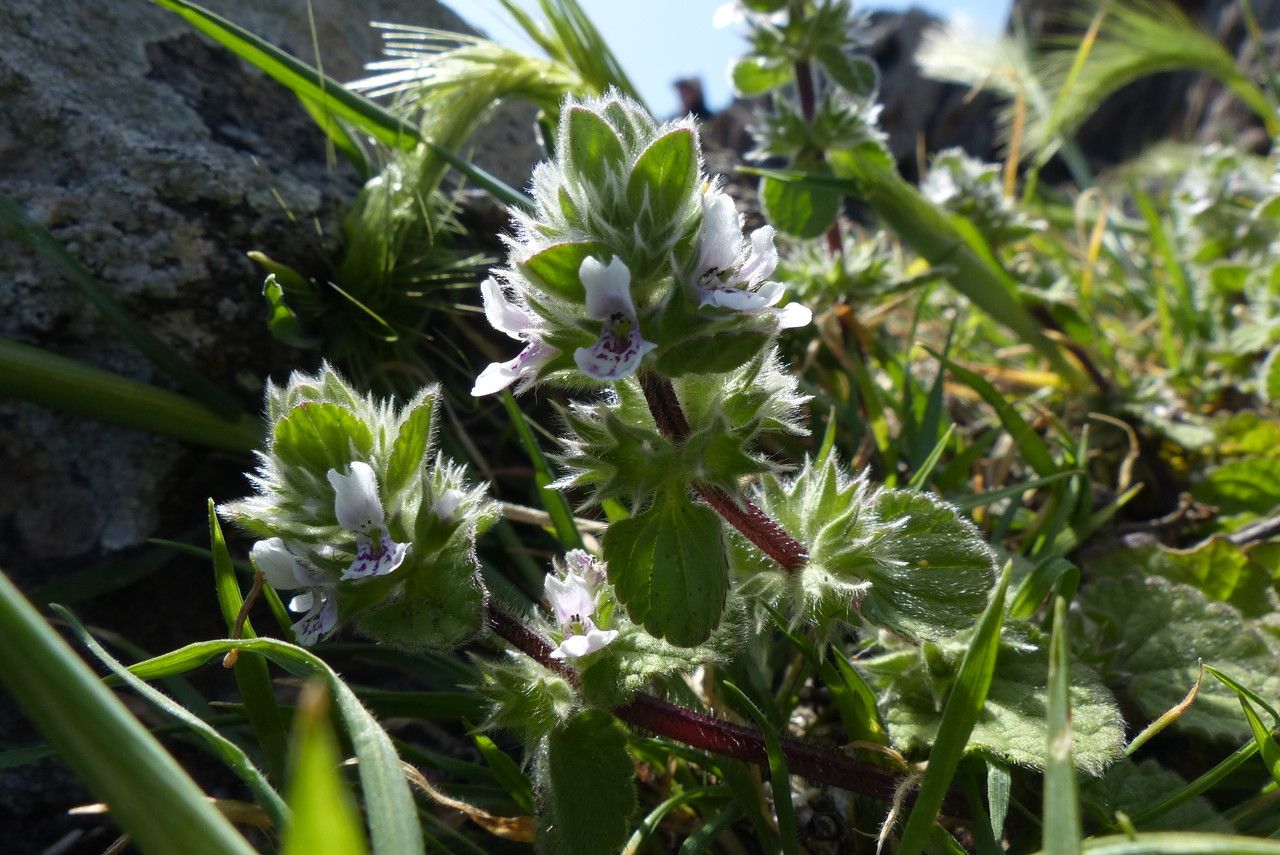 Stachys brachyclada flower