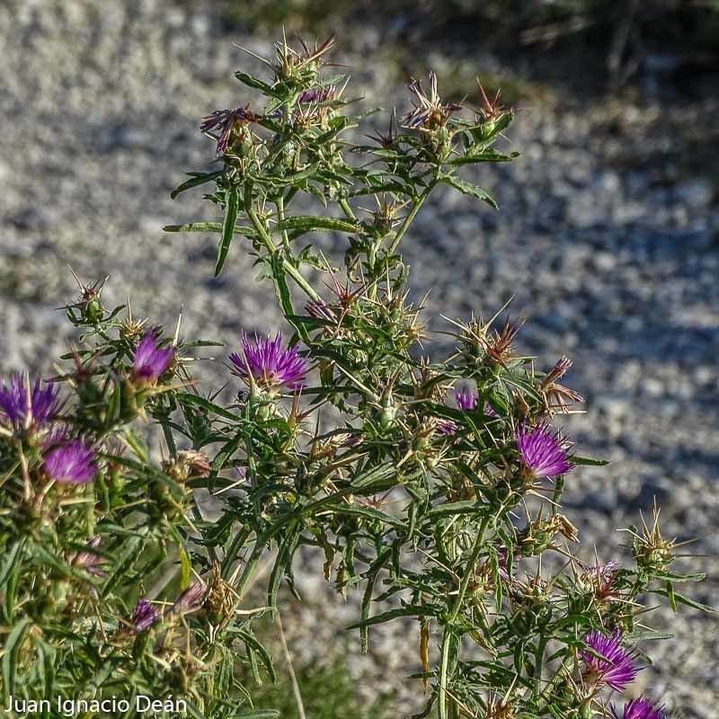 Centaurea calcitrapa flower