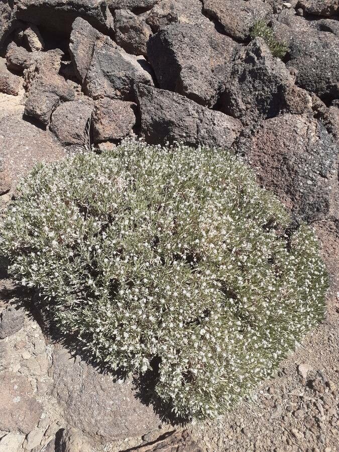 Pterocephalus lasiospermus habit