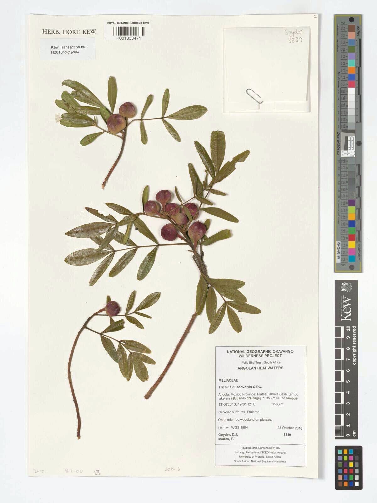 Trichilia quadrivalvis — houseplant care guide