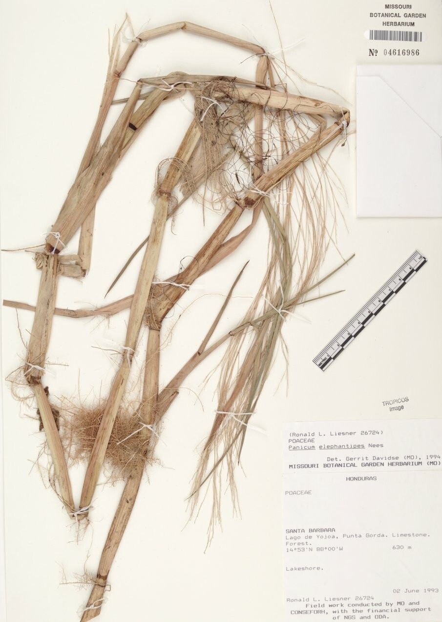 Louisiella elephantipes other