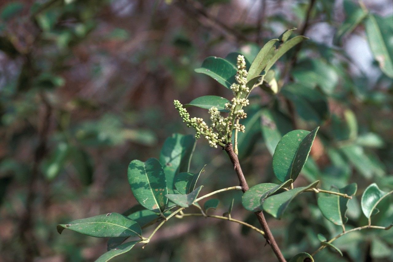 Zanthoxylum zanthoxyloides flower