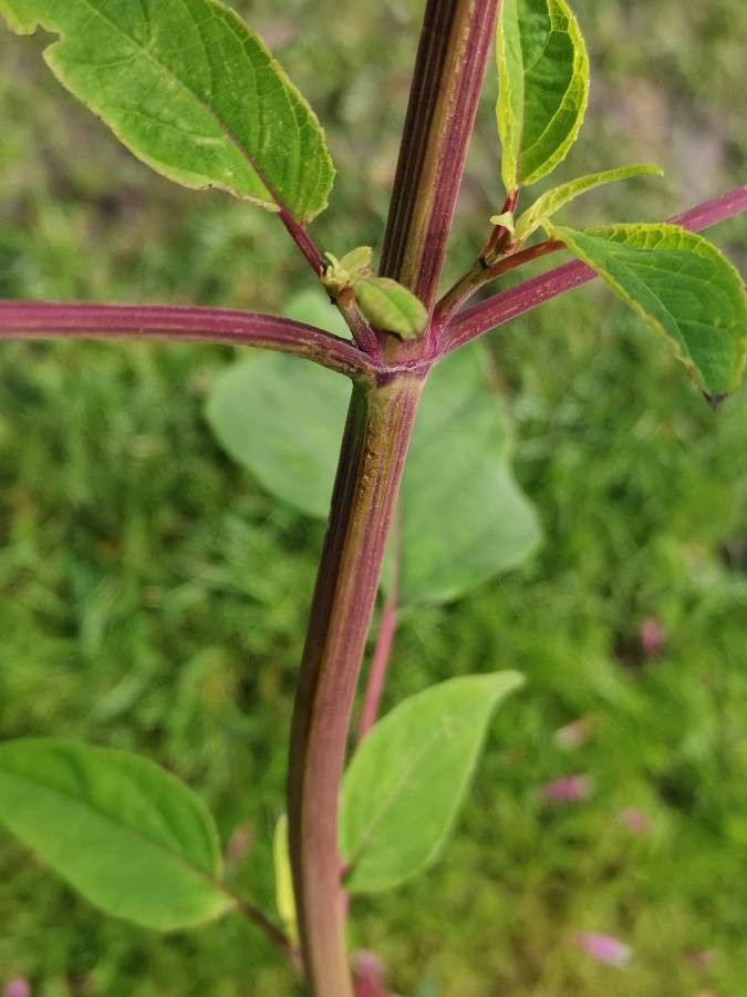Salvia involucrata bark