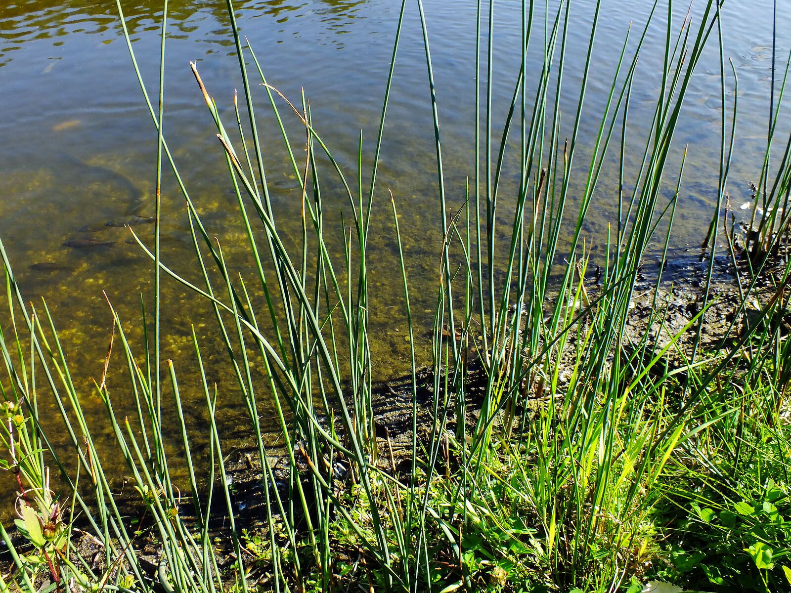 Schoenoplectus litoralis — search result for 'Schoenoplectus'