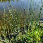 Schoenoplectus litoralis