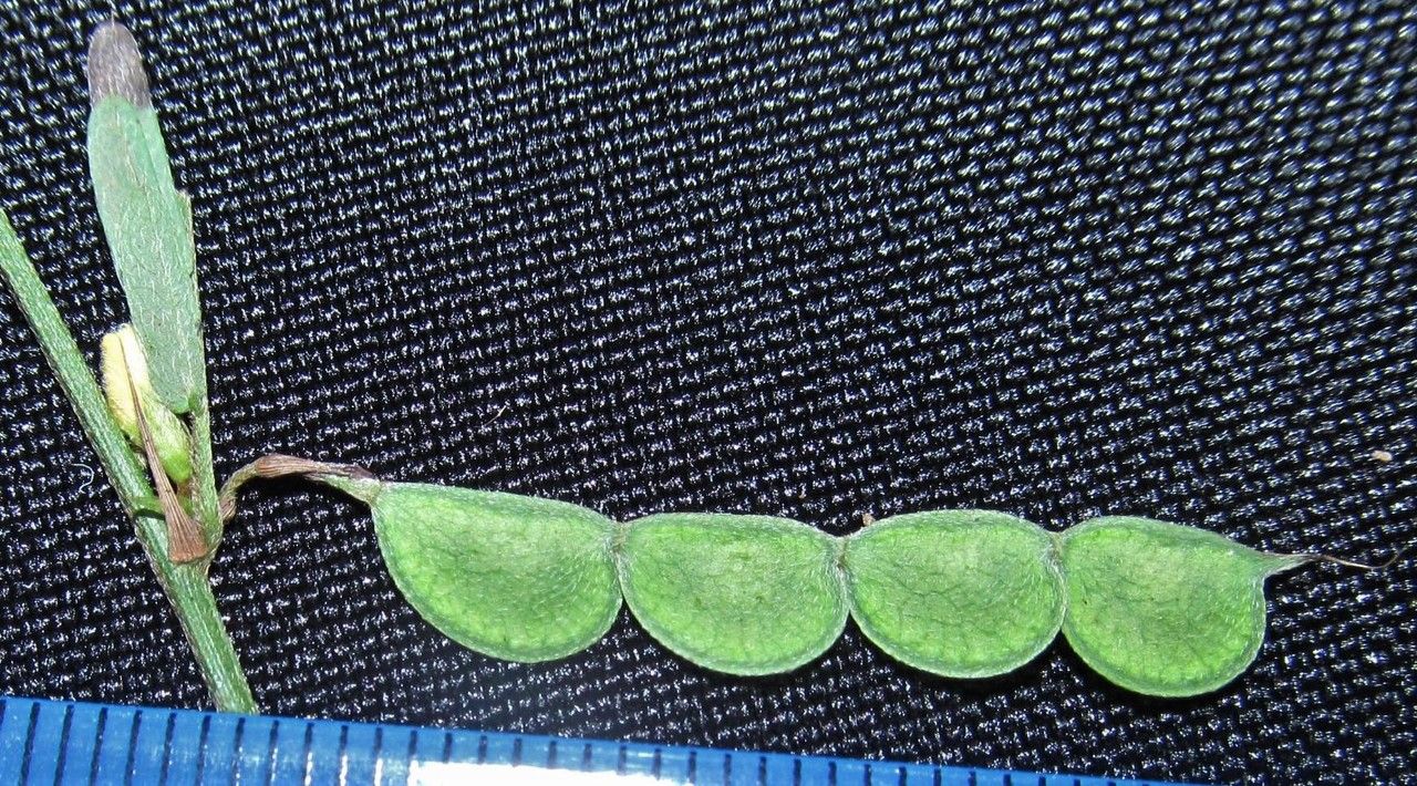 Aeschynomene fascicularis fruit