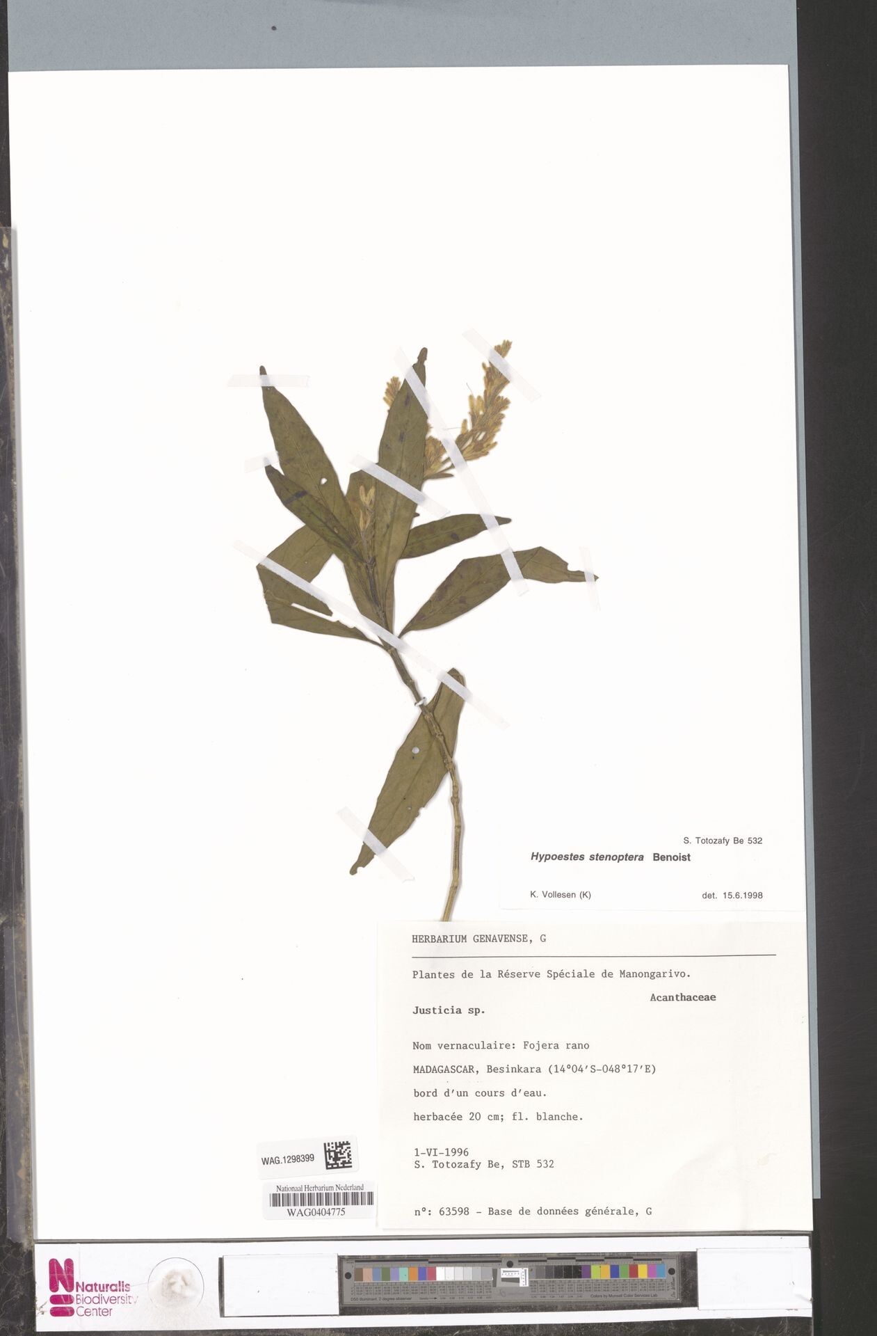 Hypoestes stenoptera — houseplant care guide