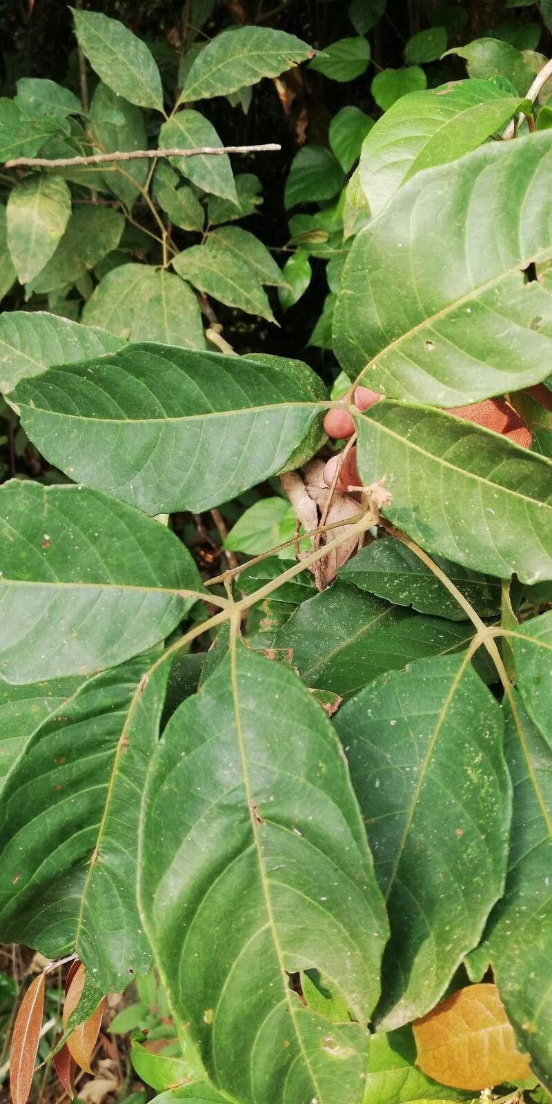 Allophylus longicuneatus — houseplant care guide