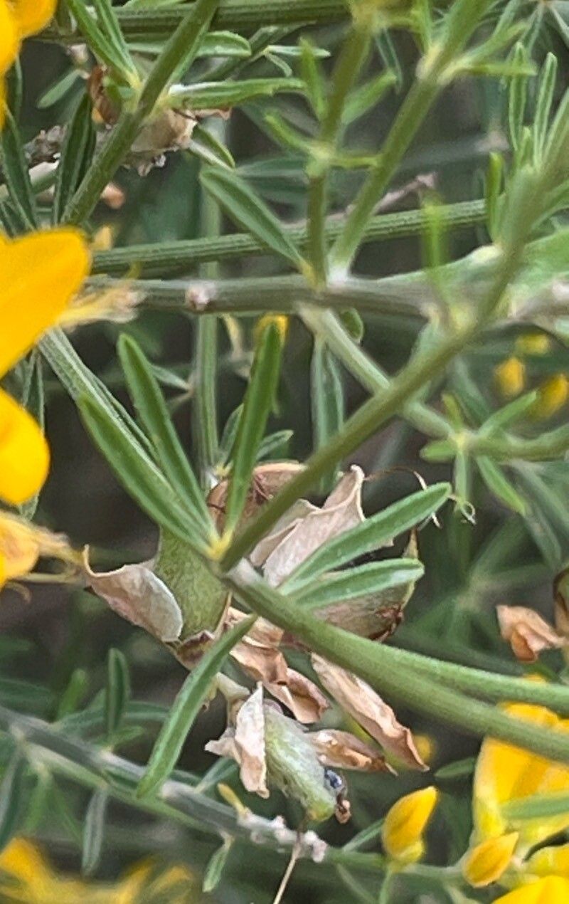 Genista dorycnifolia — search result for 'Genista'