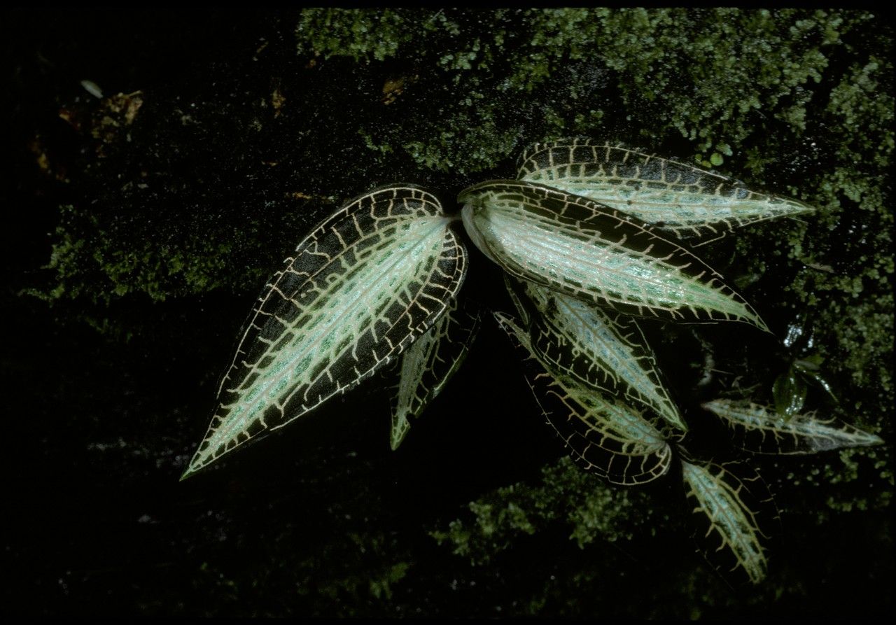 Anoectochilus roxburghii habit