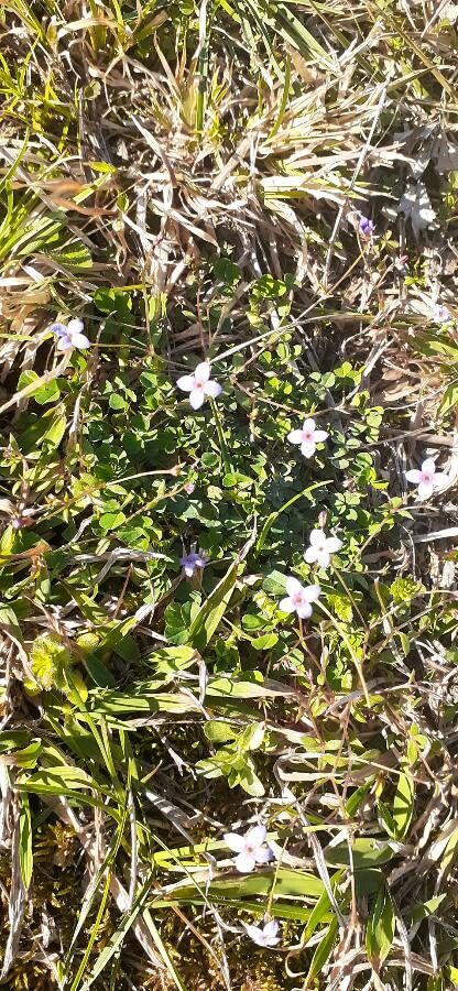 Houstonia pusilla bark