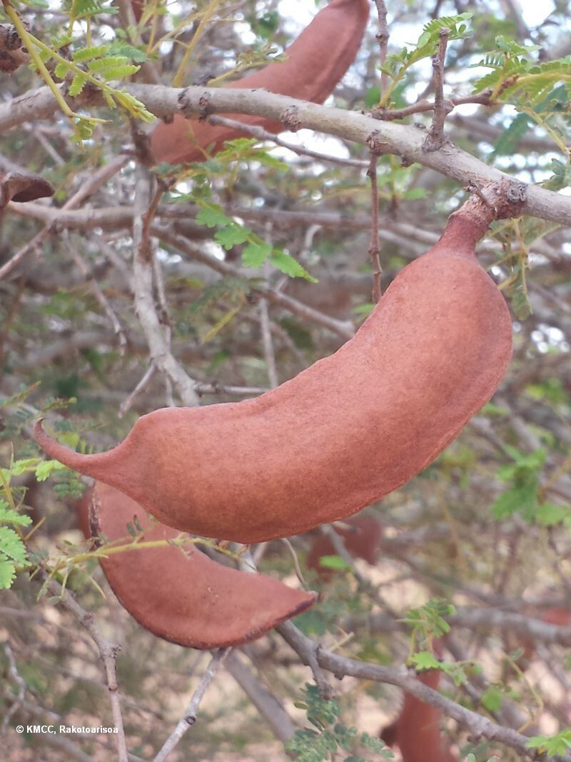 Albizia masikororum — houseplant care guide