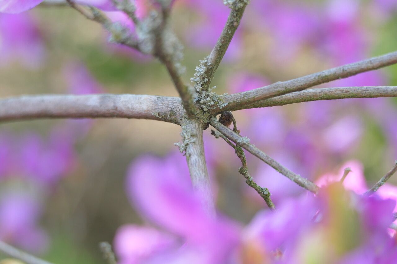Rhododendron dilatatum bark