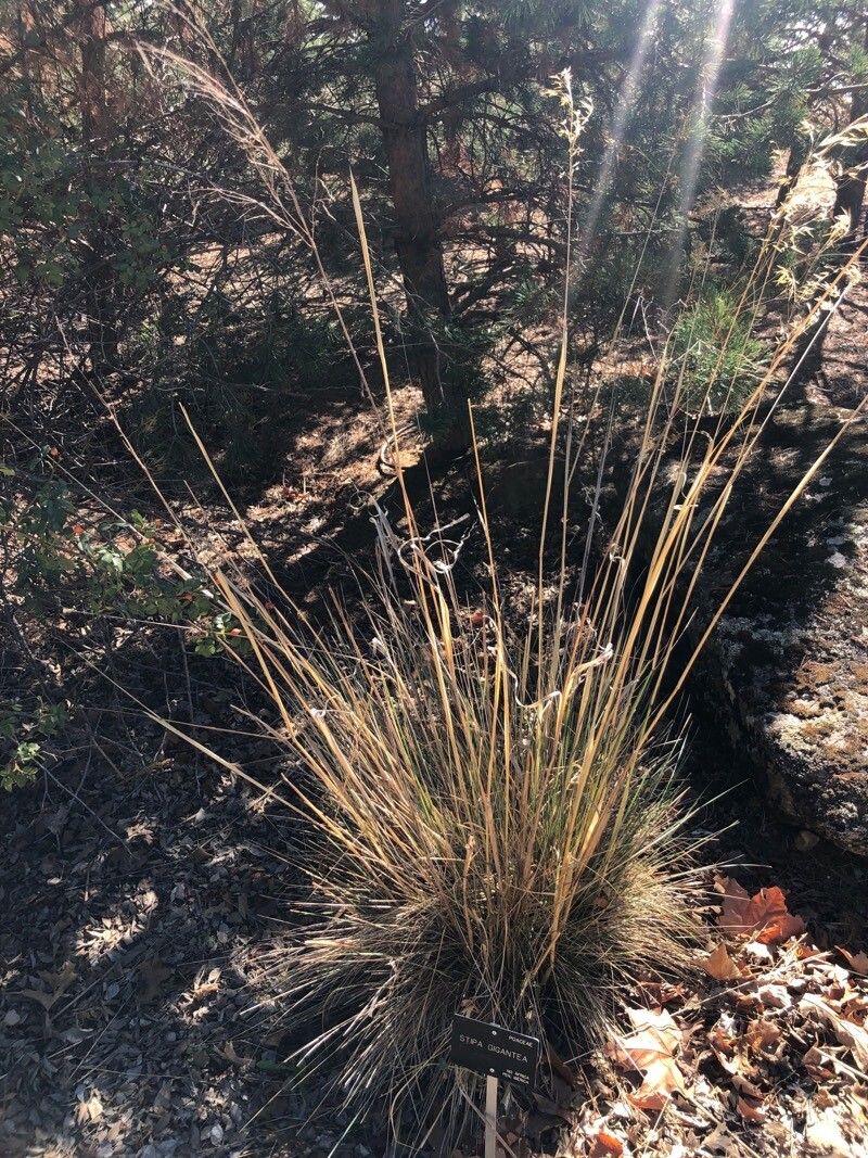 Stipa lagascae habit