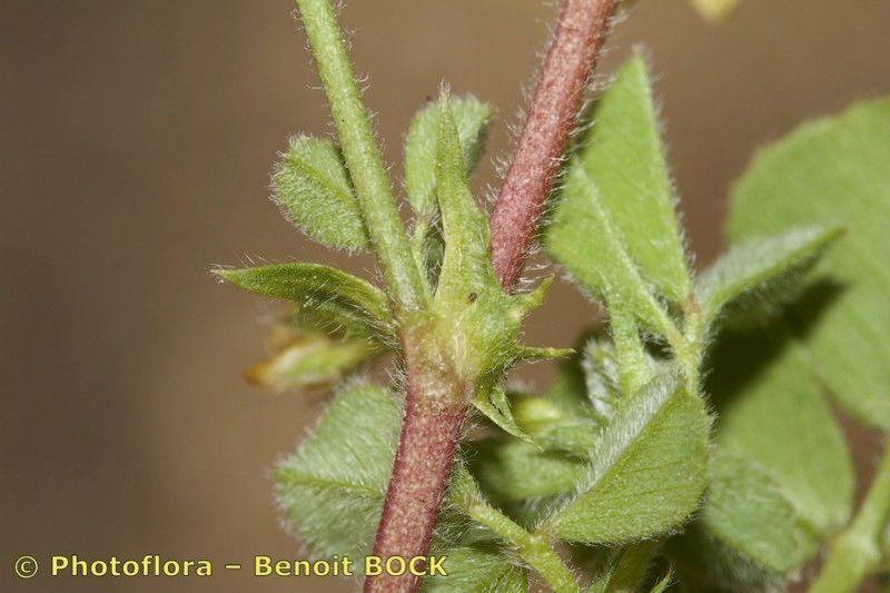 Medicago tenoreana bark