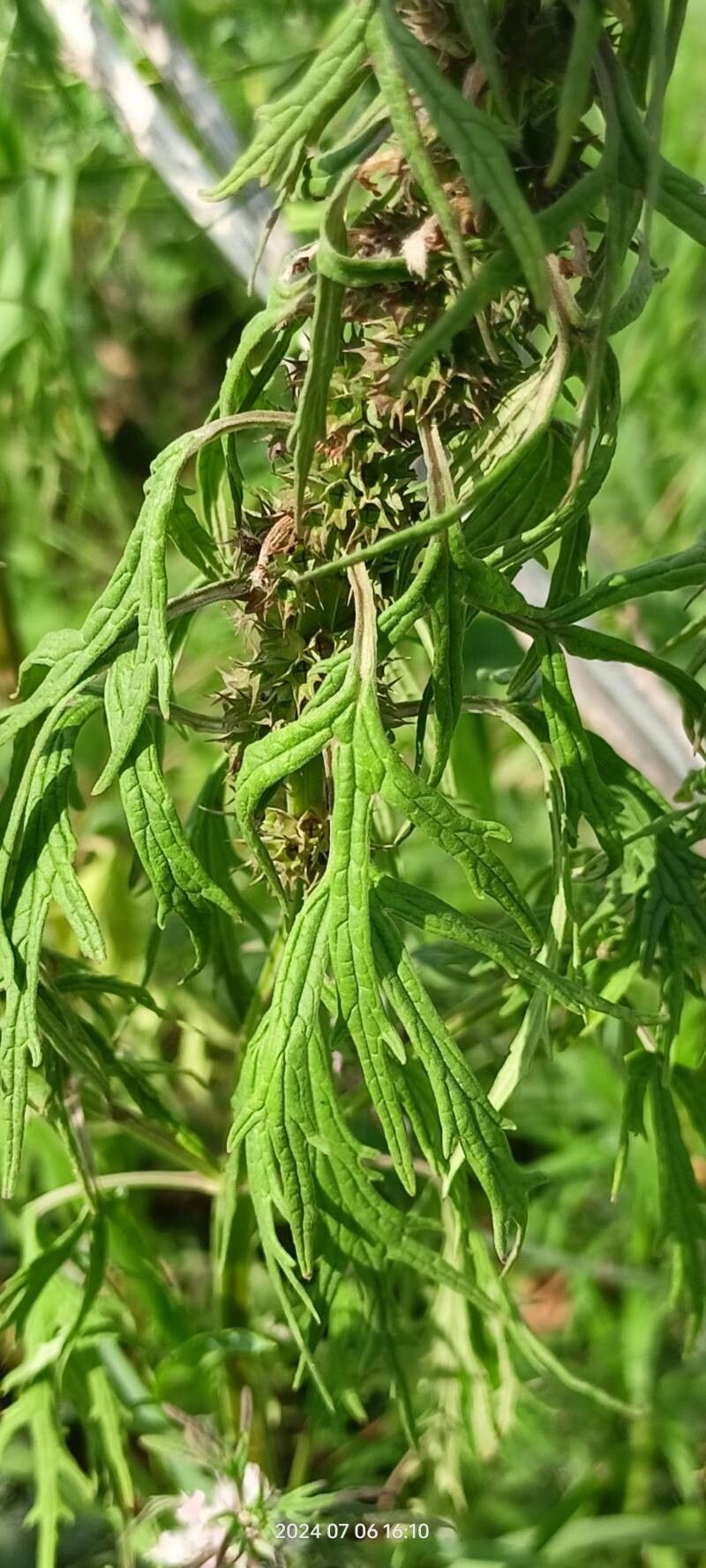 Leonurus glaucescens — related species from the same genus