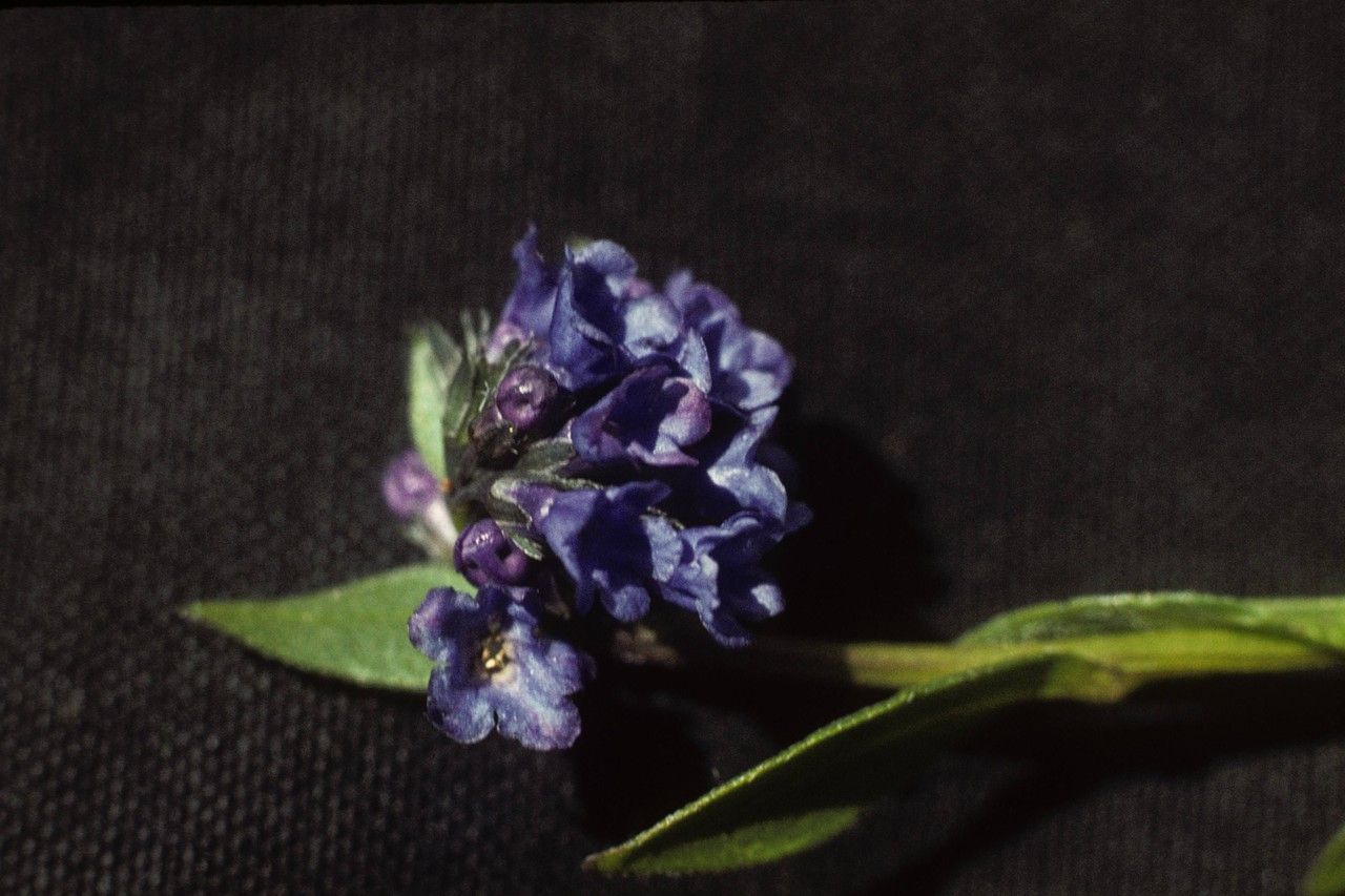 Gleichenia alpina — related species from the same genus