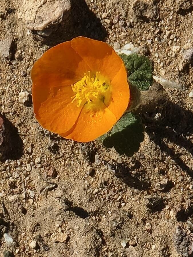 Sphaeralcea coulteri — houseplant care guide