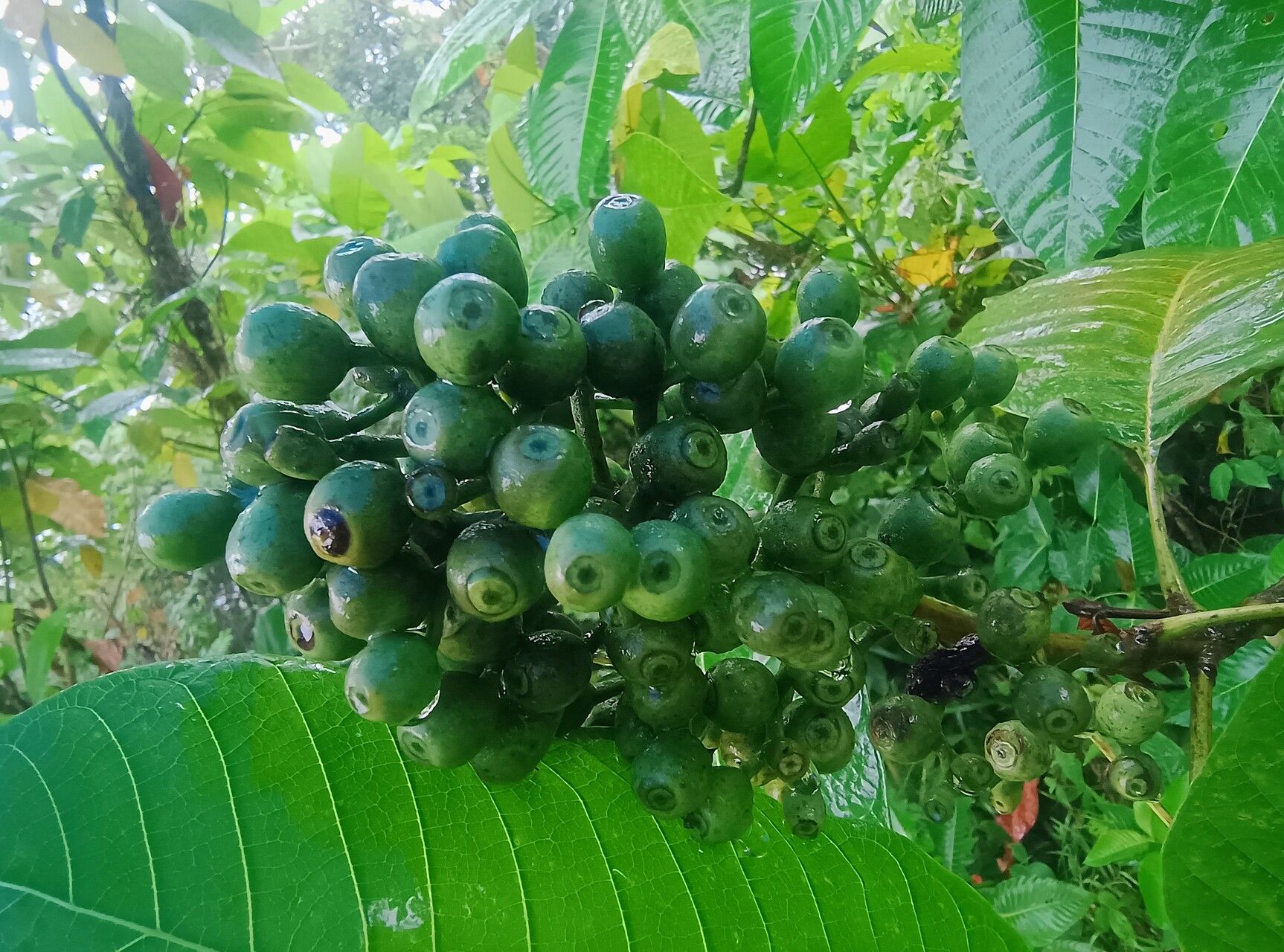 Isertia laevis fruit